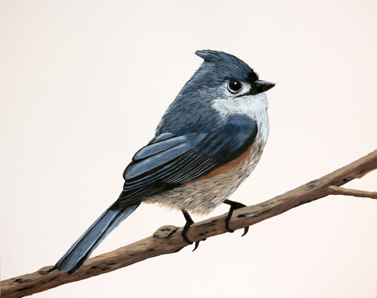 Titmouse